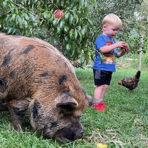 Big kuni kuni pig in apple orchard with little boy wearing shorts and a chicken